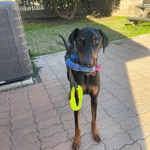 Meet your Posher, Adam